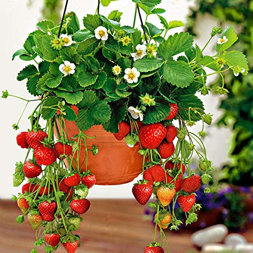 Creative Farmer Live Exotic Rare Plants Strawberry Elegant Mignonette Fruit Hanging For Balcony Garden Plant(1 Healthy Live Plant) (B07YYBC991) Amazon Price History, Amazon Price Tracker