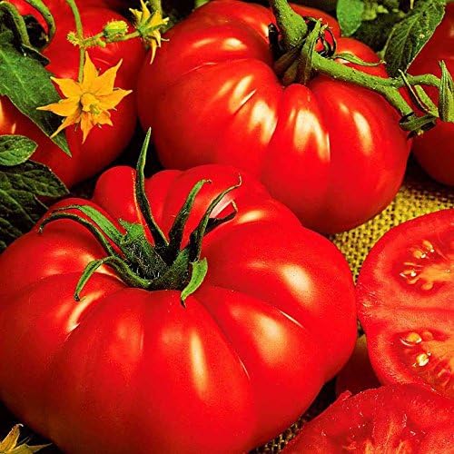 Semillas de Tomate Beefsteak - Paquete de 10 Semillas