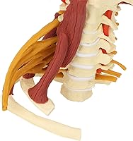 Vista 8 de Modelo de columna cervical, modelo espinal humano extraíble, para médico, paciente, comunicación, ciencias, aula, estudio, exhibición