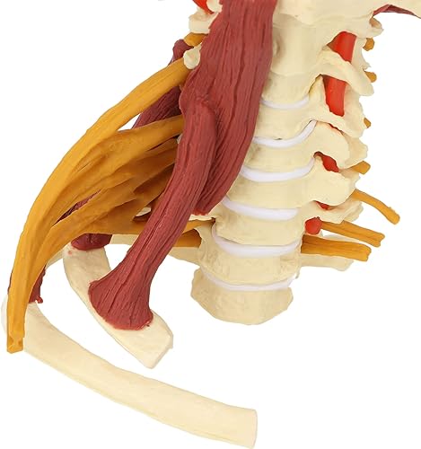 Miniatura 8 de Modelo de columna cervical, modelo de nervios espinales humanos extraíbles, para médico, paciente, comunicación, ciencias, aula, estudio,