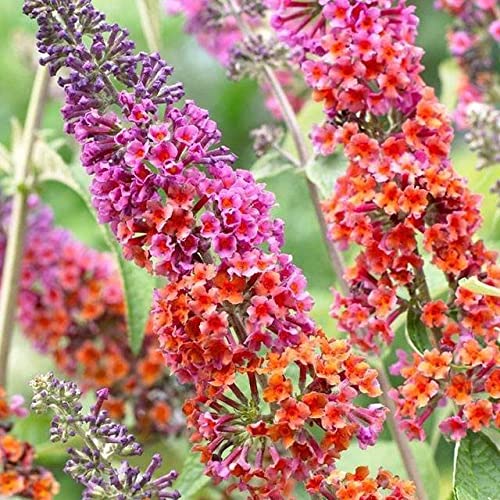Buy Butterfly Bush Live Bicolor Butterfly Bush Buddleia Tree