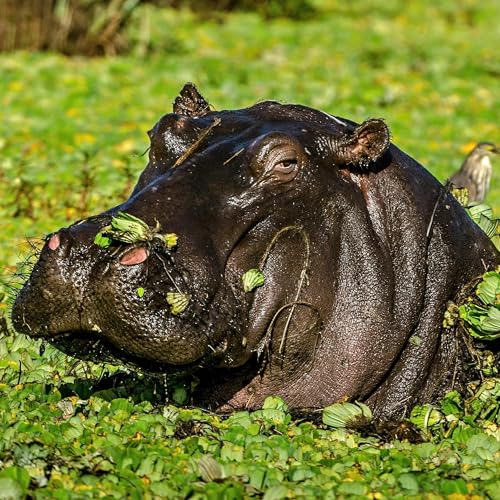 Page de couverture de Episode 5: Hippopotamus