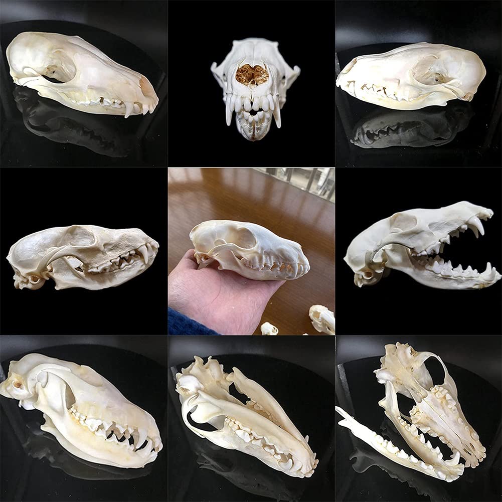 9pcs crâne d'animal réel lot de chat chien renard hérisson ragondin raton laveur rat musqué vison lapin spécimens de crâne pour la décoration de la maison étude d'objets de collection ( Color : Fox )