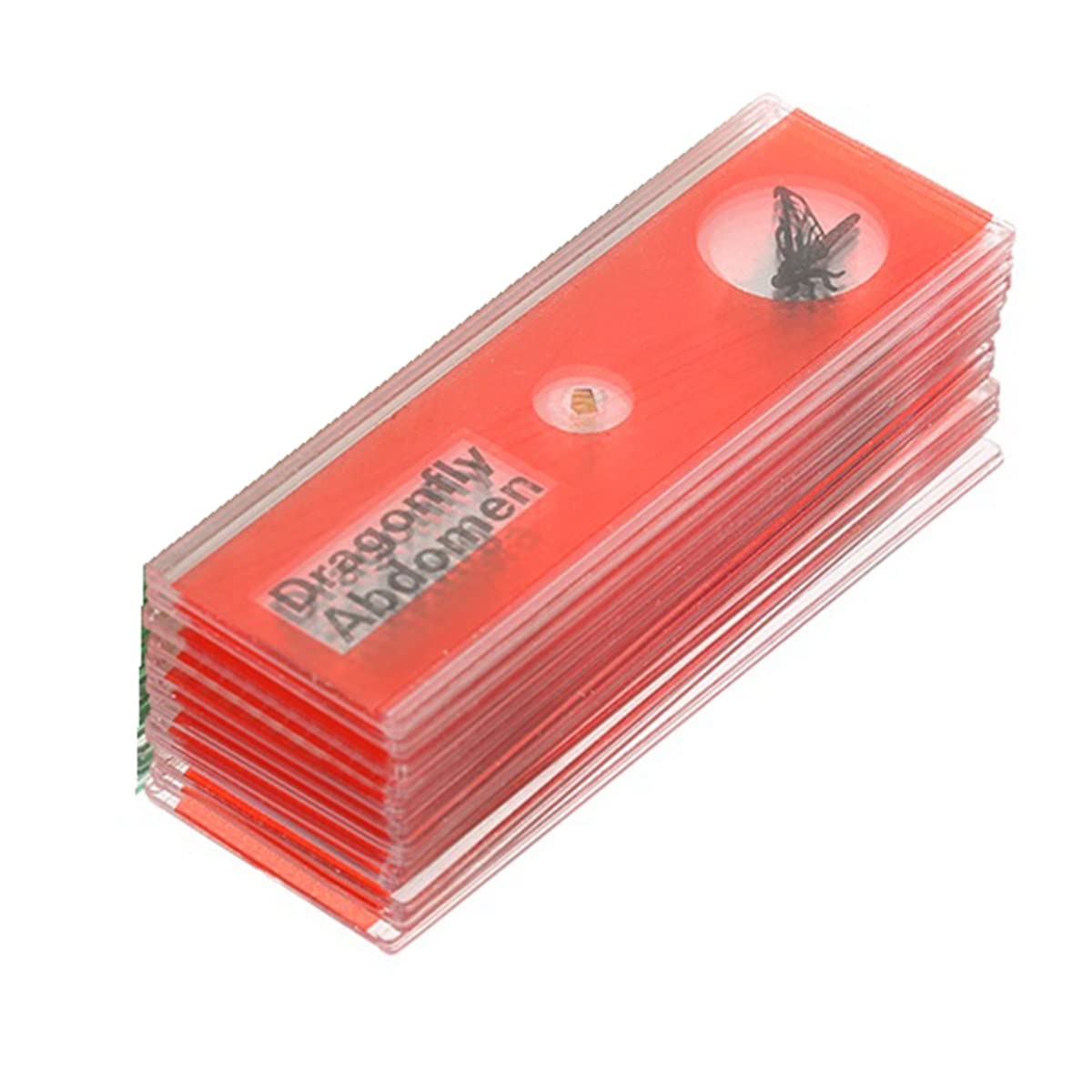 Microscope 48pcs/Set Plastic Prepared Microscope Slides Set with Color Labels for Kids