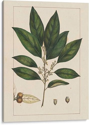 Canvas Lab Canvas Wall Art Decor Silva Leaves IV by the Artist John Silva Size 36 x 48 in - Art subject Botanical,Floral,Nature