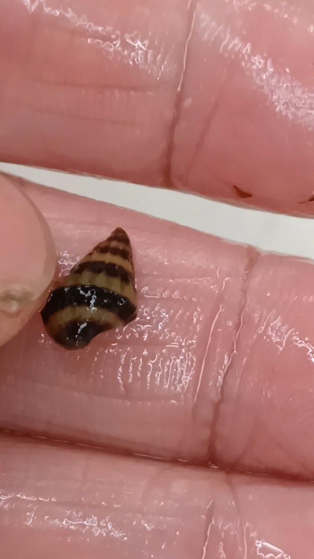 最大65 オフ 熱帯魚 貝 キラースネール 1cm 5個 Alice Com Ve 最大65 オフ 熱帯魚 貝 キラースネール 1cm 5個 Alice Com Ve