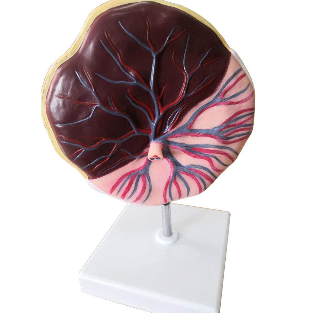 Life Size Human Placenta Umbilical Cord Model Pvc Childbirth Model ...