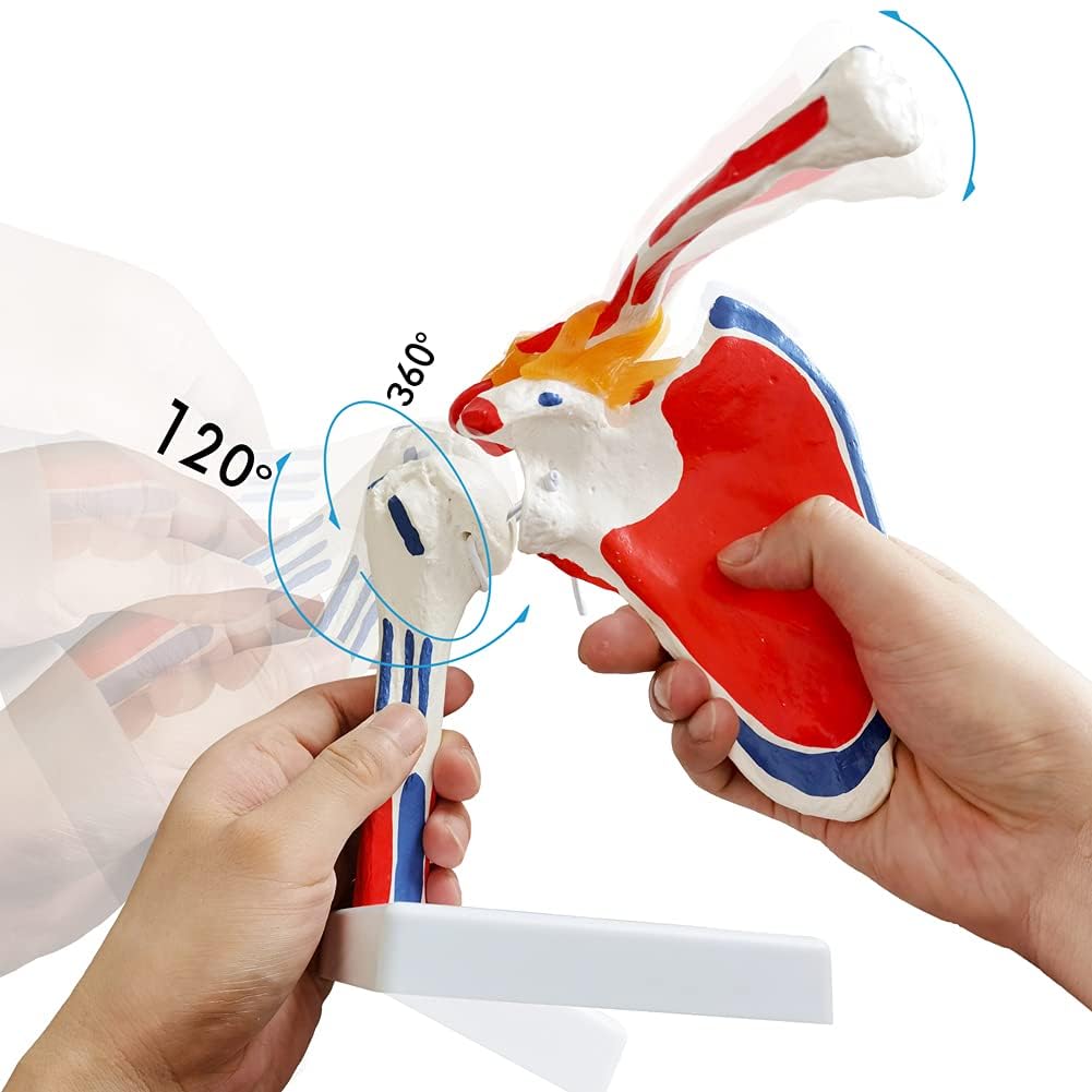 EVOTECH SCIENTIFIC Modelo de articulación del hombro de anatomía médica, colorido, réplica de la articulación del hombro Norma para consultorios médicos, material didáctico para la enseñanza médica