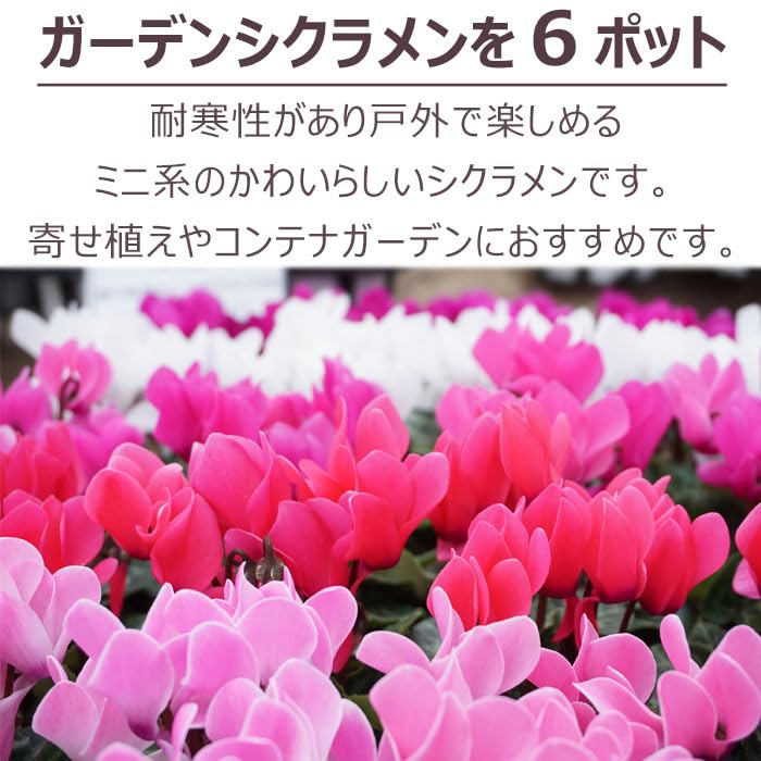 販売開始【お問い合わせページ】シクラメン 各色 ガーデンシクラメン