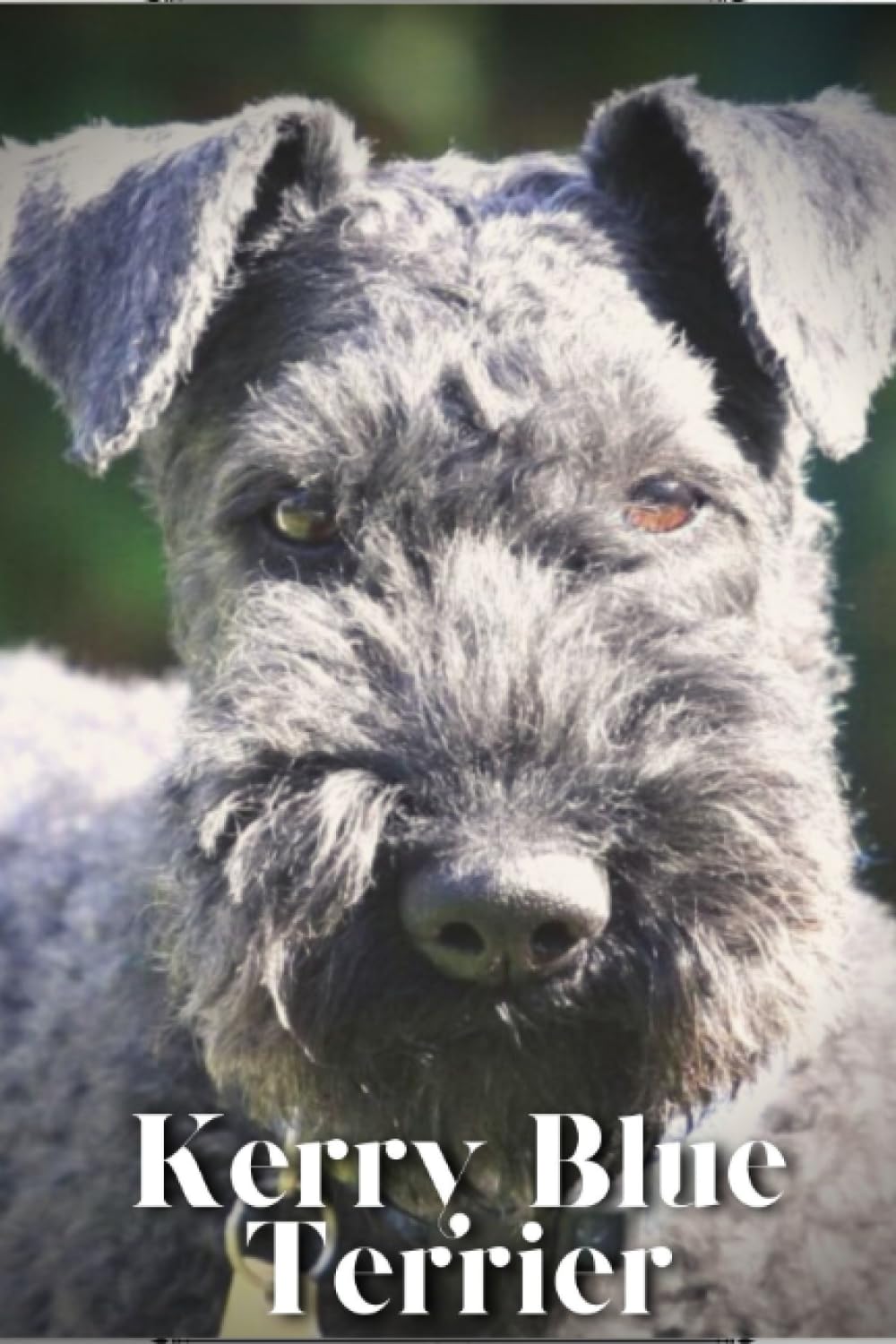 Kerry Blue Terrier: Dog breed overview and guide