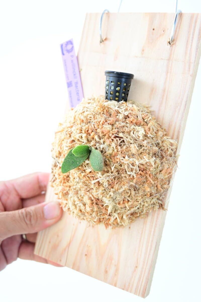 Amazon.co.jp: P.willinckii 'Bacteria' spored⑦ @ビカ森wife (出品者