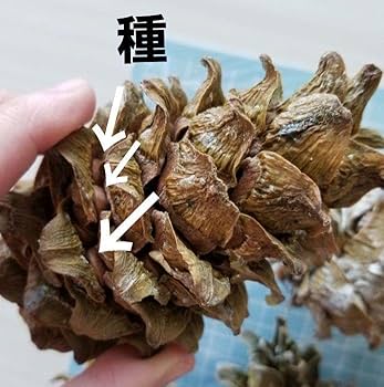 Amazon.co.jp: 種付き丸ごと差し上げます朝鮮五葉松の特大