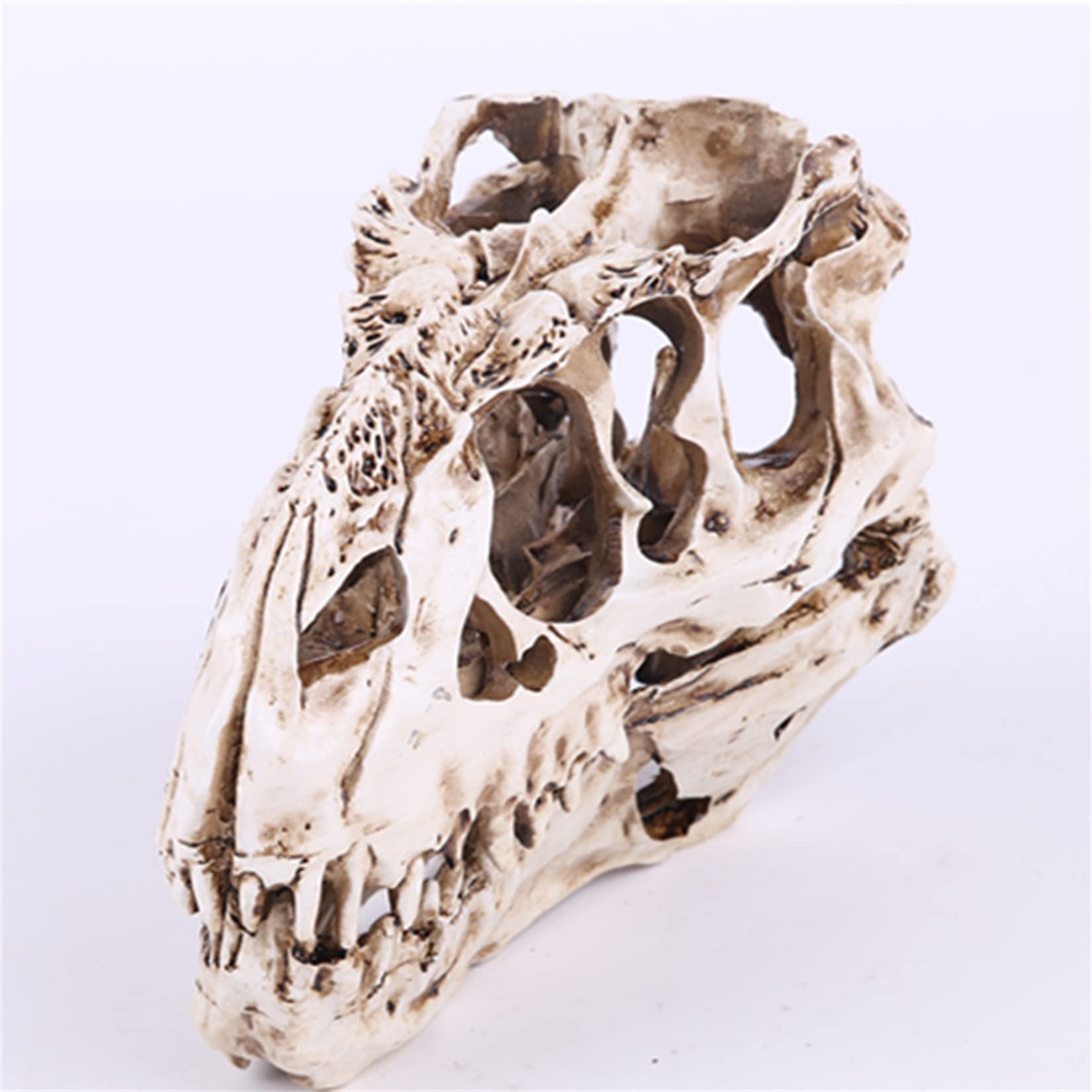 Amazon | MAIBED | ティラノサウルス 頭蓋骨 頭骨 骨格 肉食 恐竜 獣脚