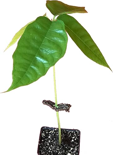 Miniatura 2 de Árbol de chocolate / Theobroma Cacao - 1 planta viva en maceta