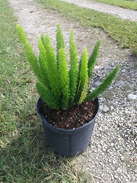 PlantaZee Asparagus Decorative Plants For Home Garden - Healthy Live 1 Plant (B0BQF7JF5K) Amazon Price History, Amazon Price Tracker