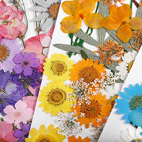 Flores secas para resina DIY 1 bolsa para manualidades miniatura 4