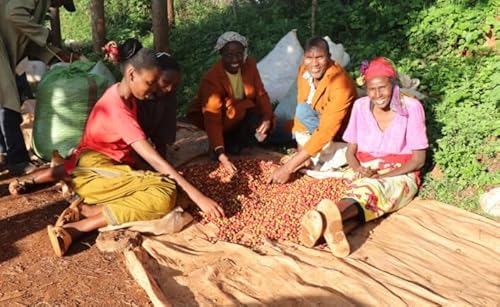 I400g PjA K^CeB AA R[q[ R  (҂)