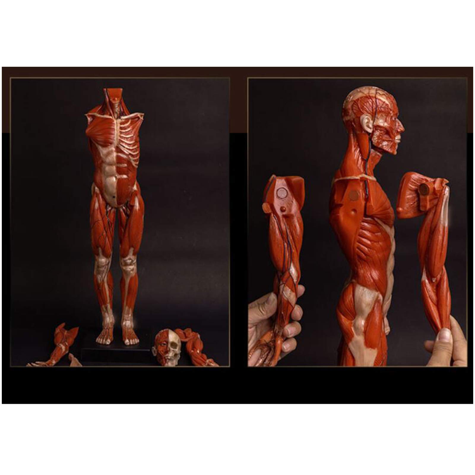Modèle de Figure d'anatomie Humaine - Modèle de Peinture de Figure d'anatomie Masculine de 23,6 Pouces - Modèle Anatomique Humain d'os et de Peau - pour l'étude du Dessin d'artiste médical, A