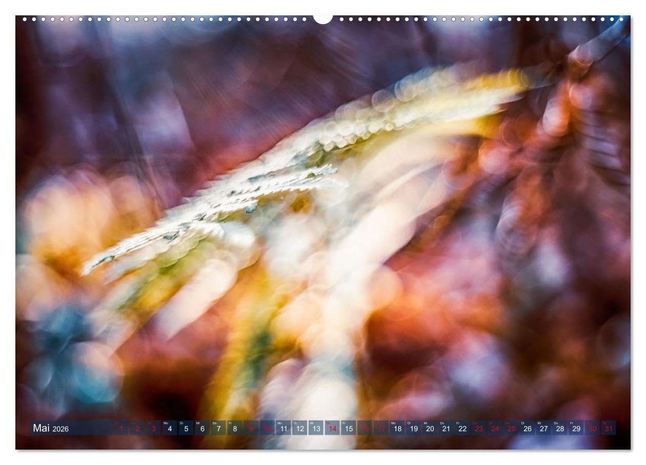 Farne vom Licht umtanzt (Wandkalender 2026 DIN A2 quer), CALVENDO Monatskalender: Farne bei verschiedenen Lichtstimmungen (CALVENDO Natur)