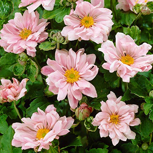 Anemone Queen Charlotte Windflower Tall Perennial Ornamental Pink Bedding Plant (9cm Pot, 15-30cm)