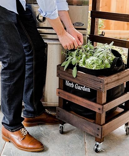 Gardenuity Patio Herb Garden Kit – Fully Rooted Live Plants