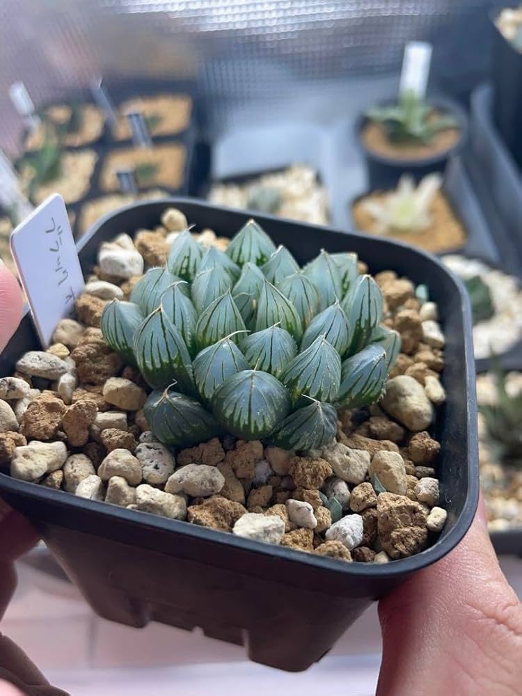 こげ出品です！　ハオルチア　オブツーサ錦　カキ仔苗 Yahoo!オークション - 22 ハオルチア オブツーサ錦 夢玉兎 カキ仔