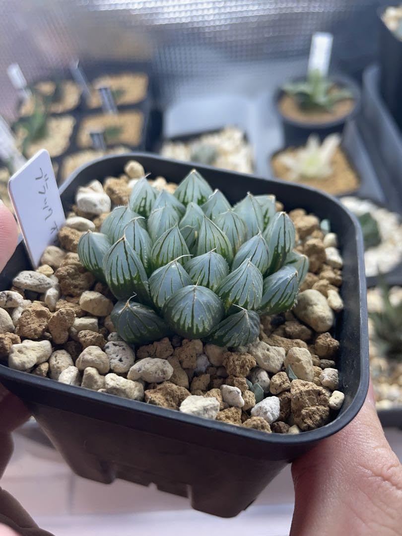 Amazon.co.jp: ハオルチア ブラックオブツーサ錦 抜き苗発送