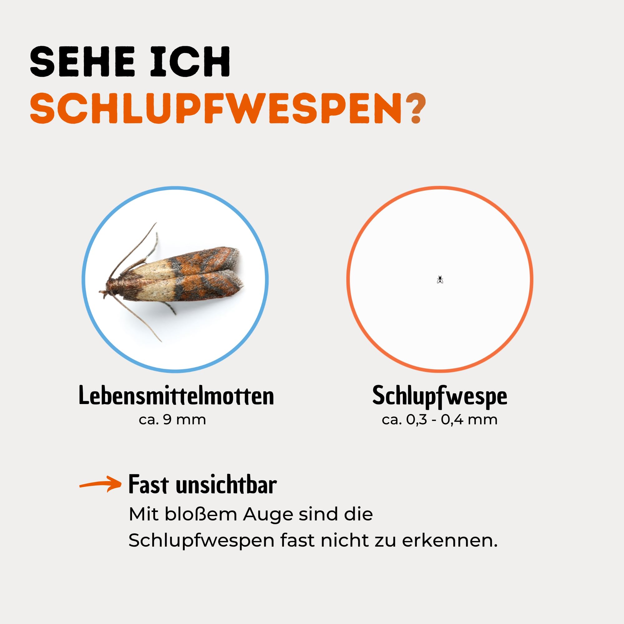 Schlupfwespen gegen Lebensmittelmotten - 20 Karten à 1 Lieferung zur effektiven Bekämpfung - biologische Alternative zur Mottenfalle oder Pheromonfalle