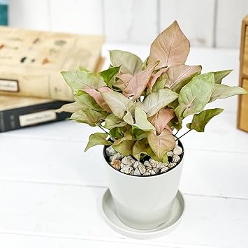 Amazon Co Jp 観葉植物 シンゴニウム ミニマ ピンク 3 5号鉢 受け皿付き 育て方説明書付き Syngonium Podophyllum Cv 希少 レア 珍しい Diy 工具 ガーデン