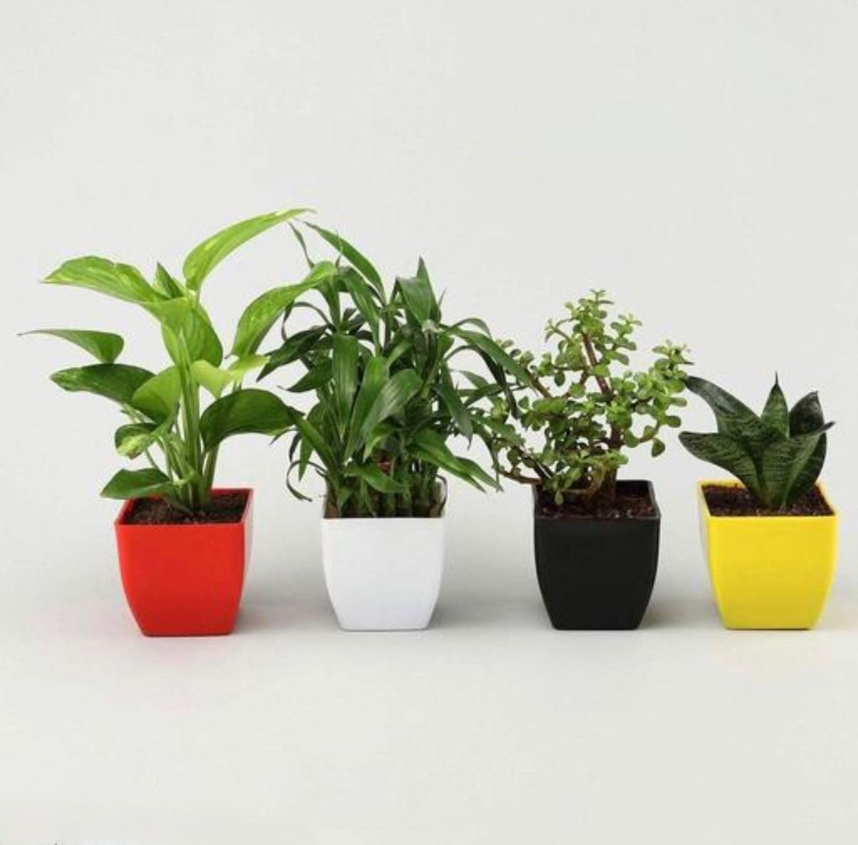 4 Lucky Plants - Jade, Bamboo & Money Plant Combo -6