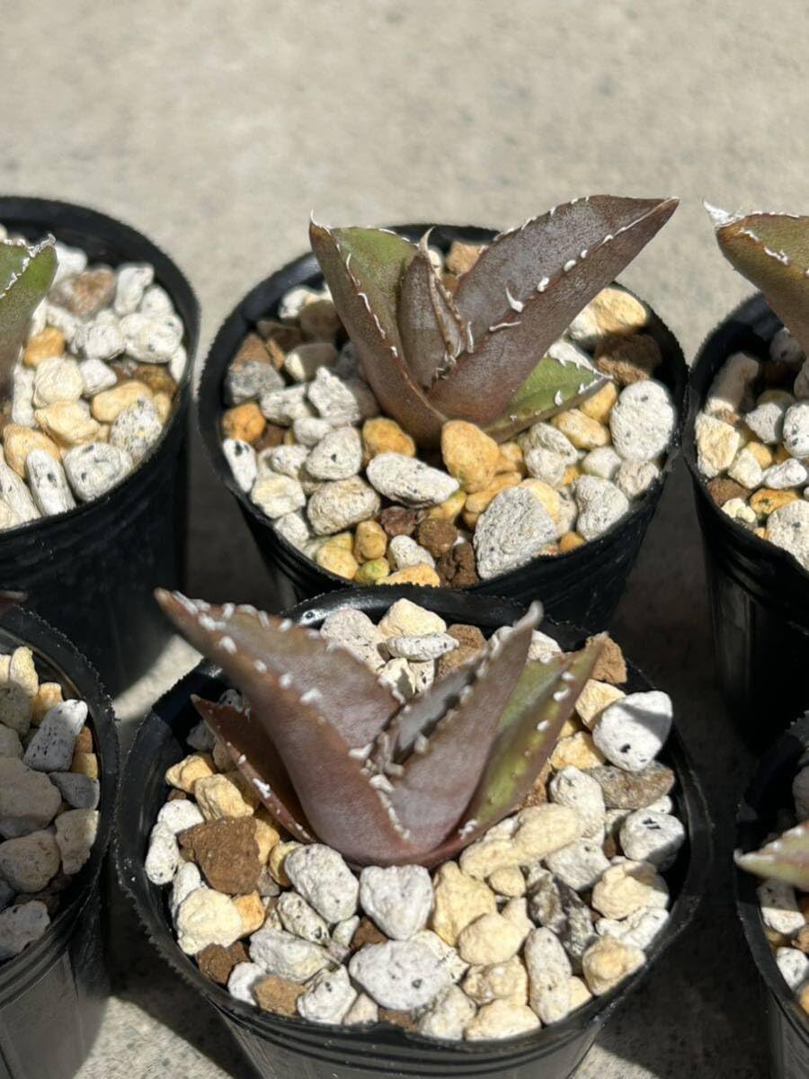 Amazon.co.jp: アガベ オテロイ 12株セット 実生 3多肉植物 観葉植物