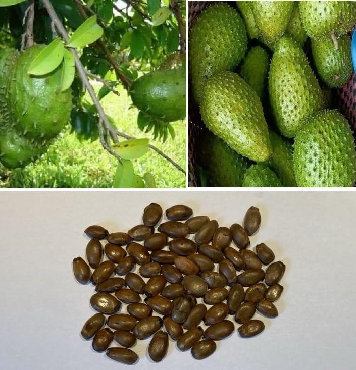 Soursop | 5 seeds
