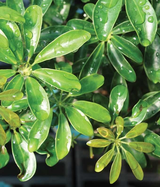 Miniatura 2 de From You Flowers - Bonsái de paraguas hawaiano para cumpleaños, aniversario, recuperarse, felicitaciones, gracias, todas las ocasiones