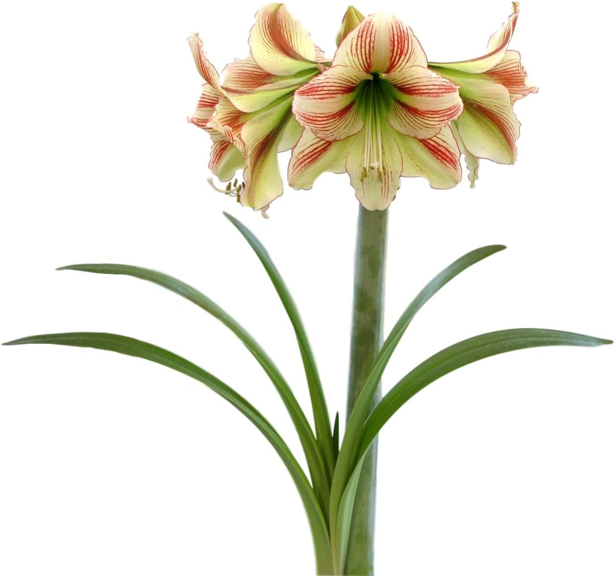 Amaryllis 'Moon Scene' (1 Pack) Large Plant Bulb for Indoor Forcing - Red & White Flowering Blooms, Professionally Grown from Easy to Grow