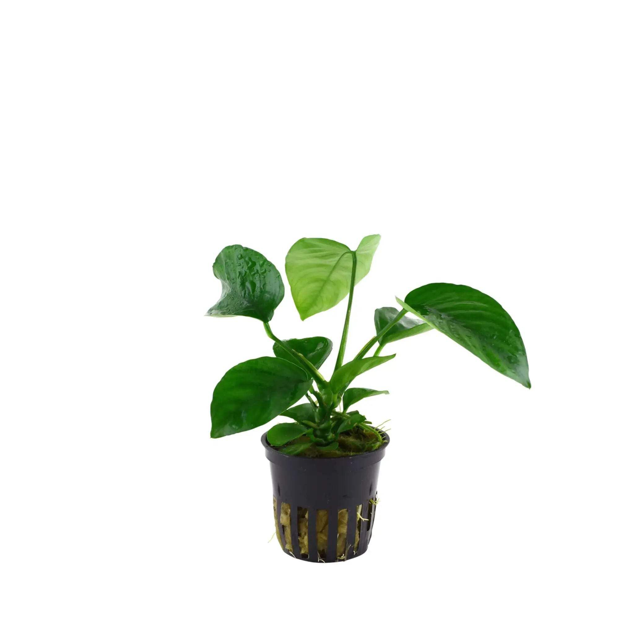 Anubias barteri var. caladiifolia - Live aquarium plant
