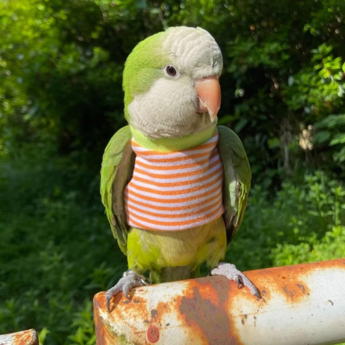 Bird Clothes - Handmade Cotton Stripe Shirt Round Collar Sweater Flight Suit for Parrots African Greys Parakeet Cockatiel Sun Conure Christmas Halloween (Without Diaper,S)
