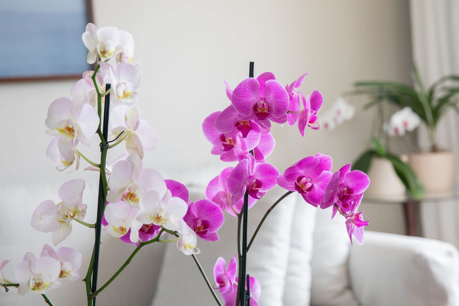 Flower Seeds - Butterfly Orchid Flower Plant Seeds - 35+ Seeds (B0C6J6DYVX) Amazon Price History, Amazon Price Tracker