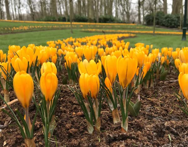 Image of IMP. Saffron | Crocus Excellent Quality Flower Bulbs for Attractive Aromatic Flowers Home Outdoor Gardening Plants Flowering Bulbs (pack of 12, Golden Crocus)