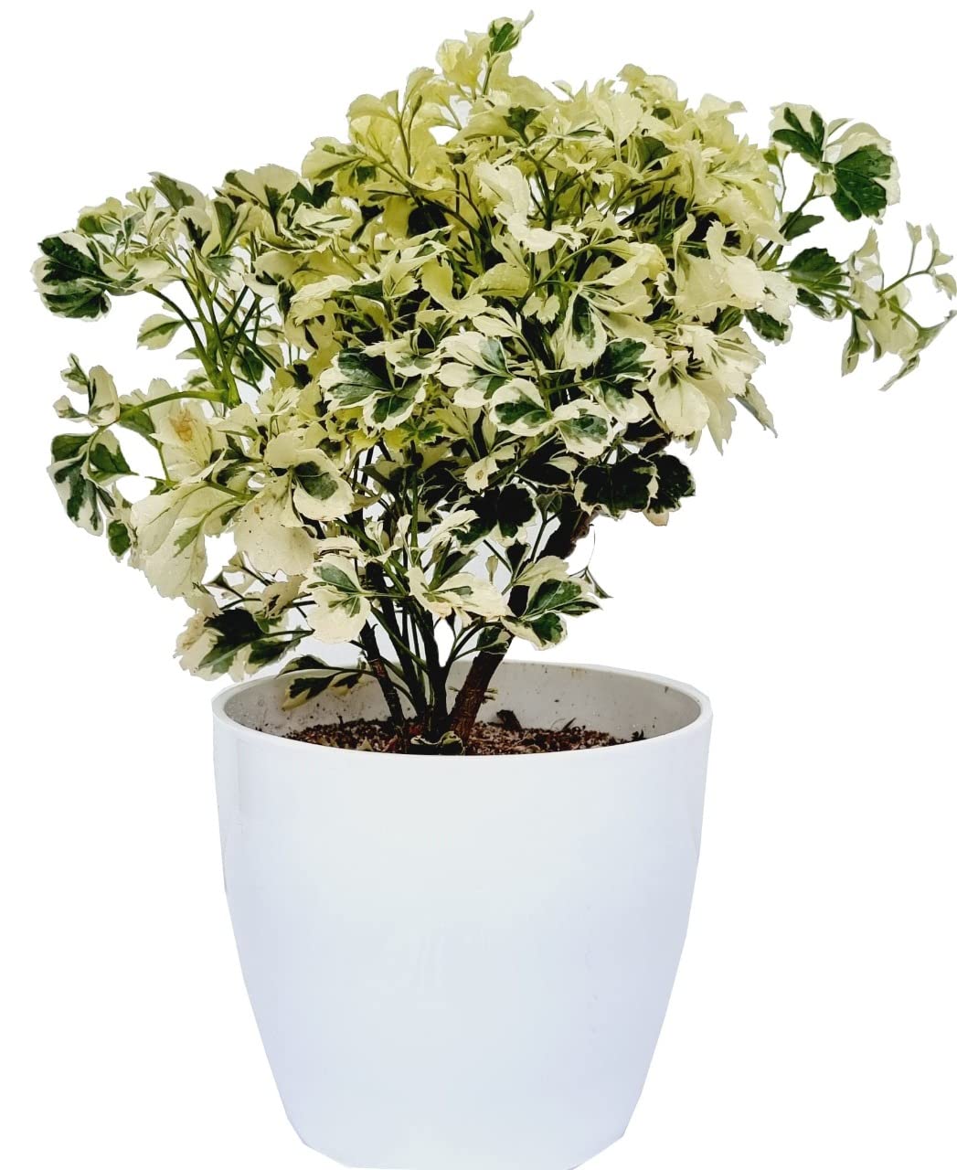 Garden Art Variegated Aralia Indoor Plant(Pack of 1 Healthy Live Plant) (B09T9MWLMV) Amazon Price History, Amazon Price Tracker