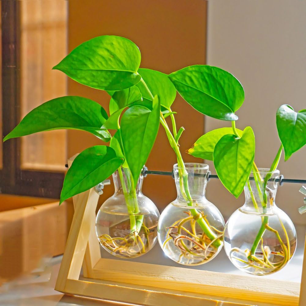 glückskastanie ungeflochten kaufen Glückskastanie (Pachira Aquatica) 160 cm kaufen – Große Zimmerpflanze –  PlantmyHome