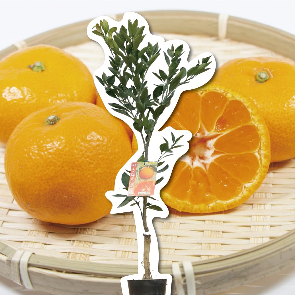 Amazon.co.jp: 寿太郎温州 【特等2年生苗木】 苗木 みかんの木 接木苗