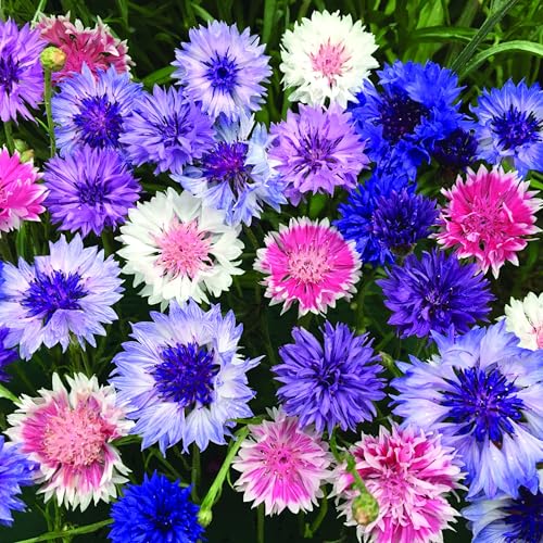Cornflower Seeds Uk