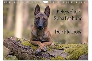 Belgian Shepherd Dog - The Malinois 2024 Wall Calendar