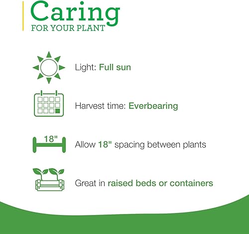 Miniatura 5 de Bonnie Plants Fresa, planta viva, 19.3 oz (paquete de 4)