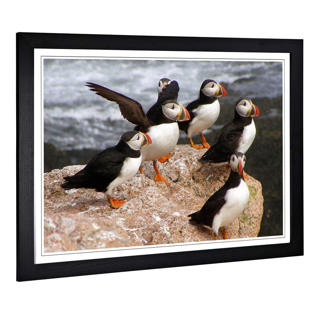 Big Box Art Framed Print of Atlantic Puffin Birds Design | Wall Art Picture | Home Decor for Kitchen, Living, Dining Room, Lounge, Bedroom, Hallway, Office, Black, A2 / 24.5x18 Inch / 62x45cm