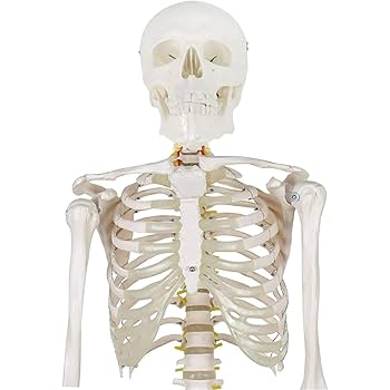 Amazon.co.jp: 医学研究に用いられる女性の人体骨格模型、180 cm