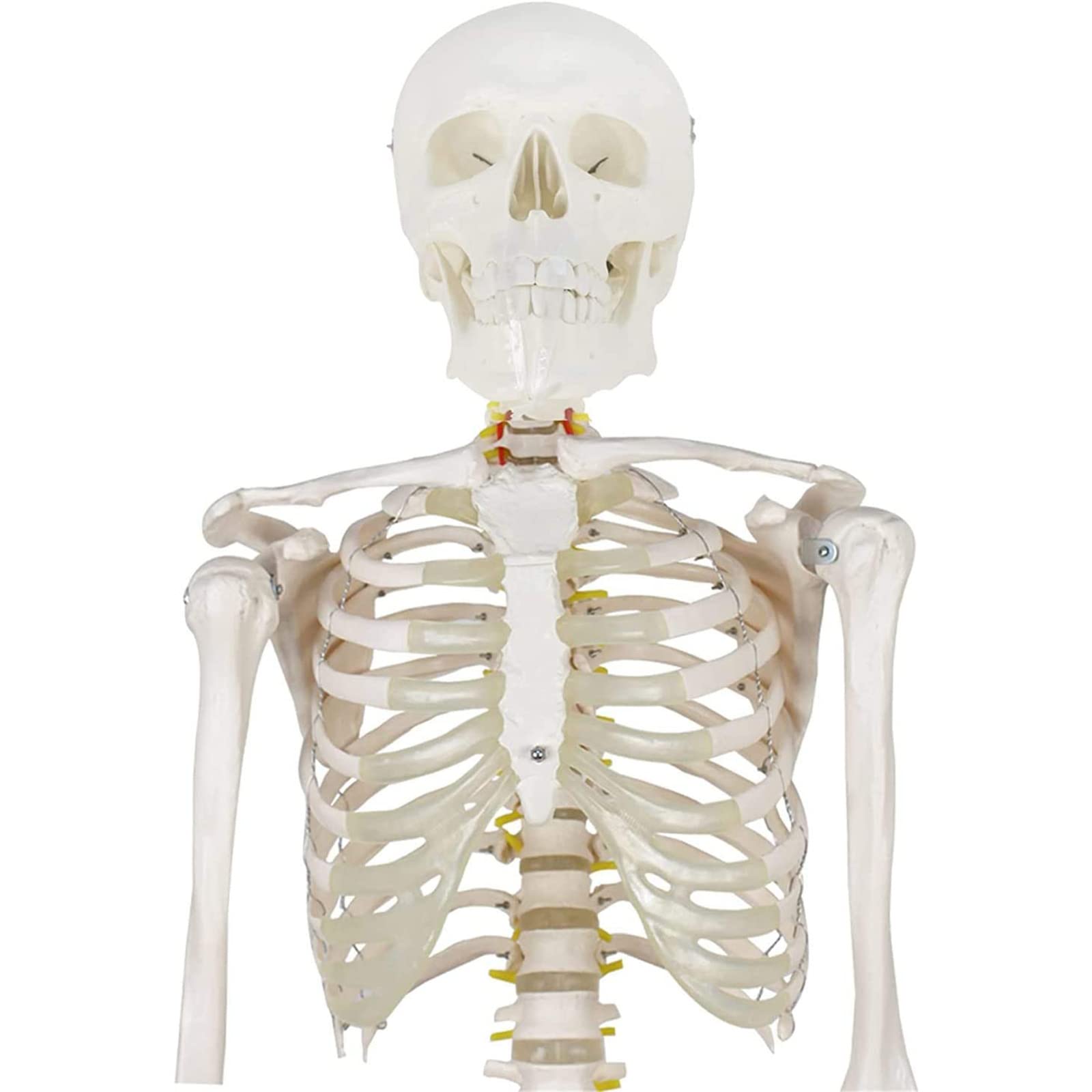 180 cm/70, 8 Zoll lebensgroßes medizinisches anatomisches Skelett