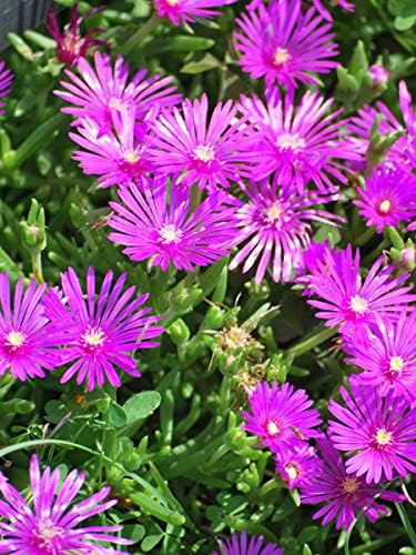 Perennial Farm Marketplace Delosperma cooperi (Trailing Hardy Ice Plant) Groundcover, 1 Quart, Rosy-Pink Flowers