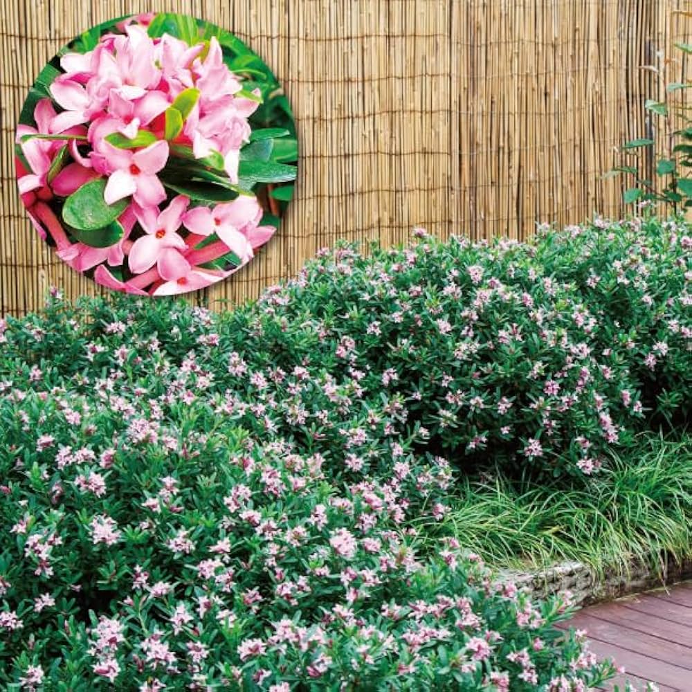 花 20240926 蓮 野茨 鶏頭 Lotus Rose hip Cockscomb #文人調