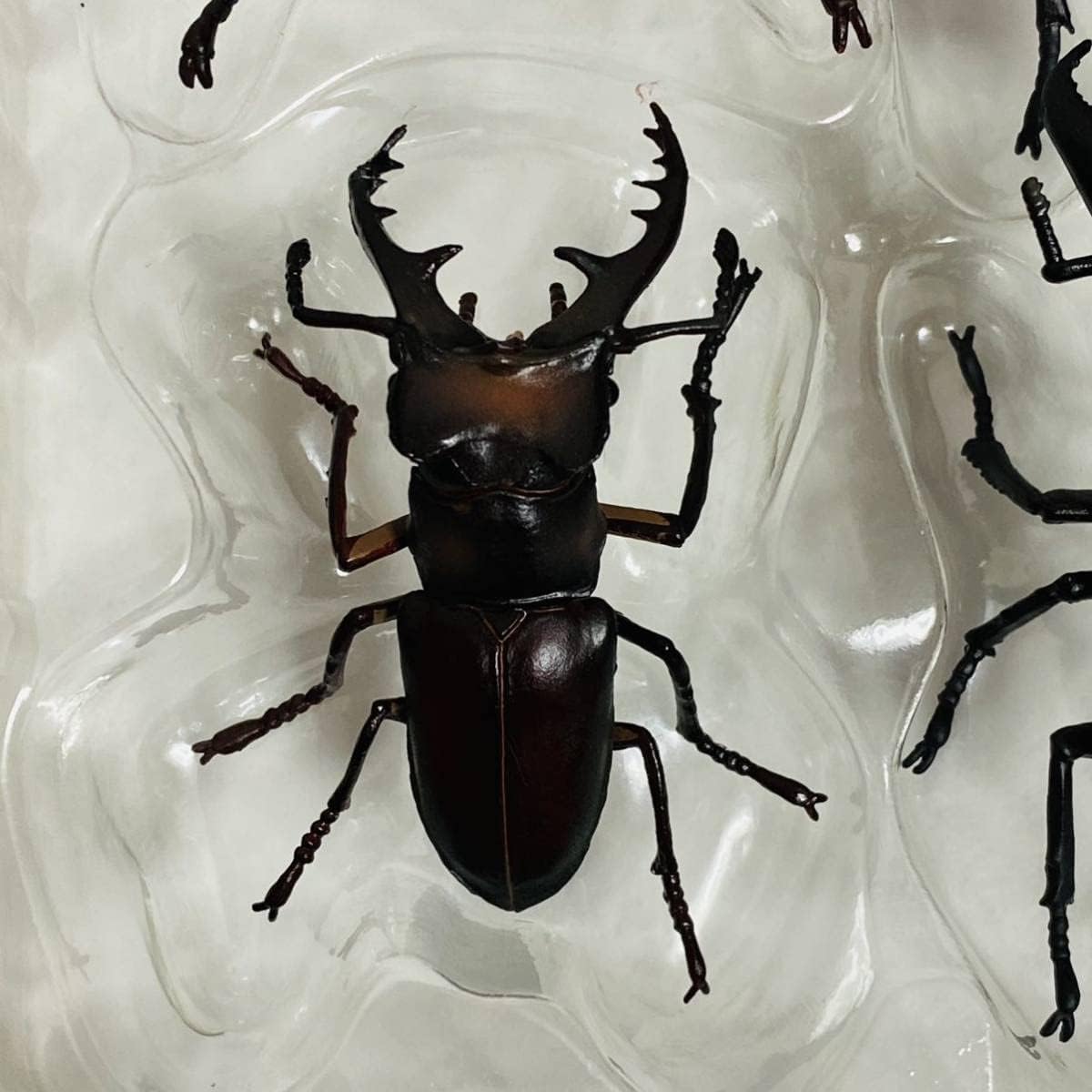 標本 キクロマトス等9頭セット ブリード品 【公式通販】